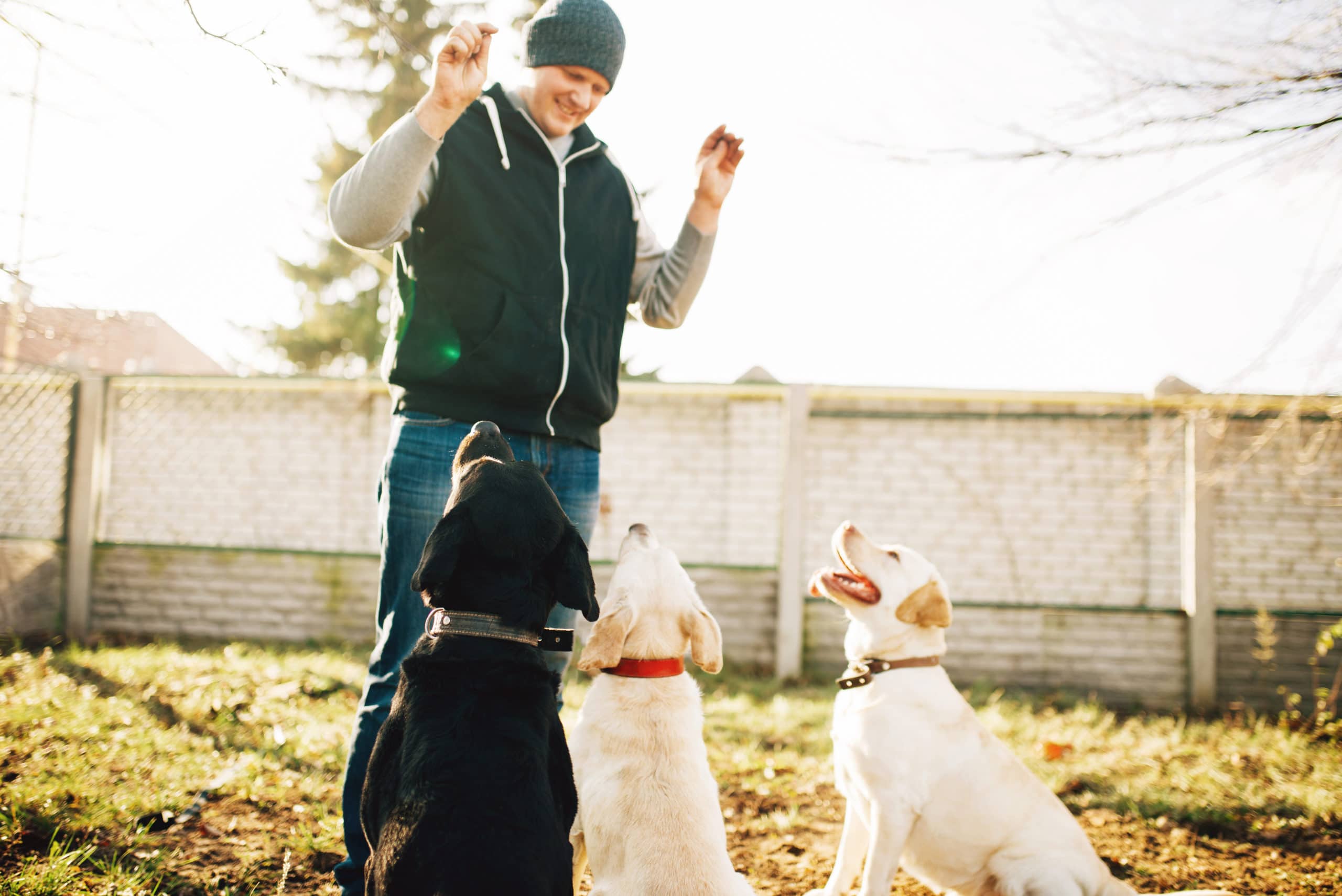 Commands to Teach Your Puppy
