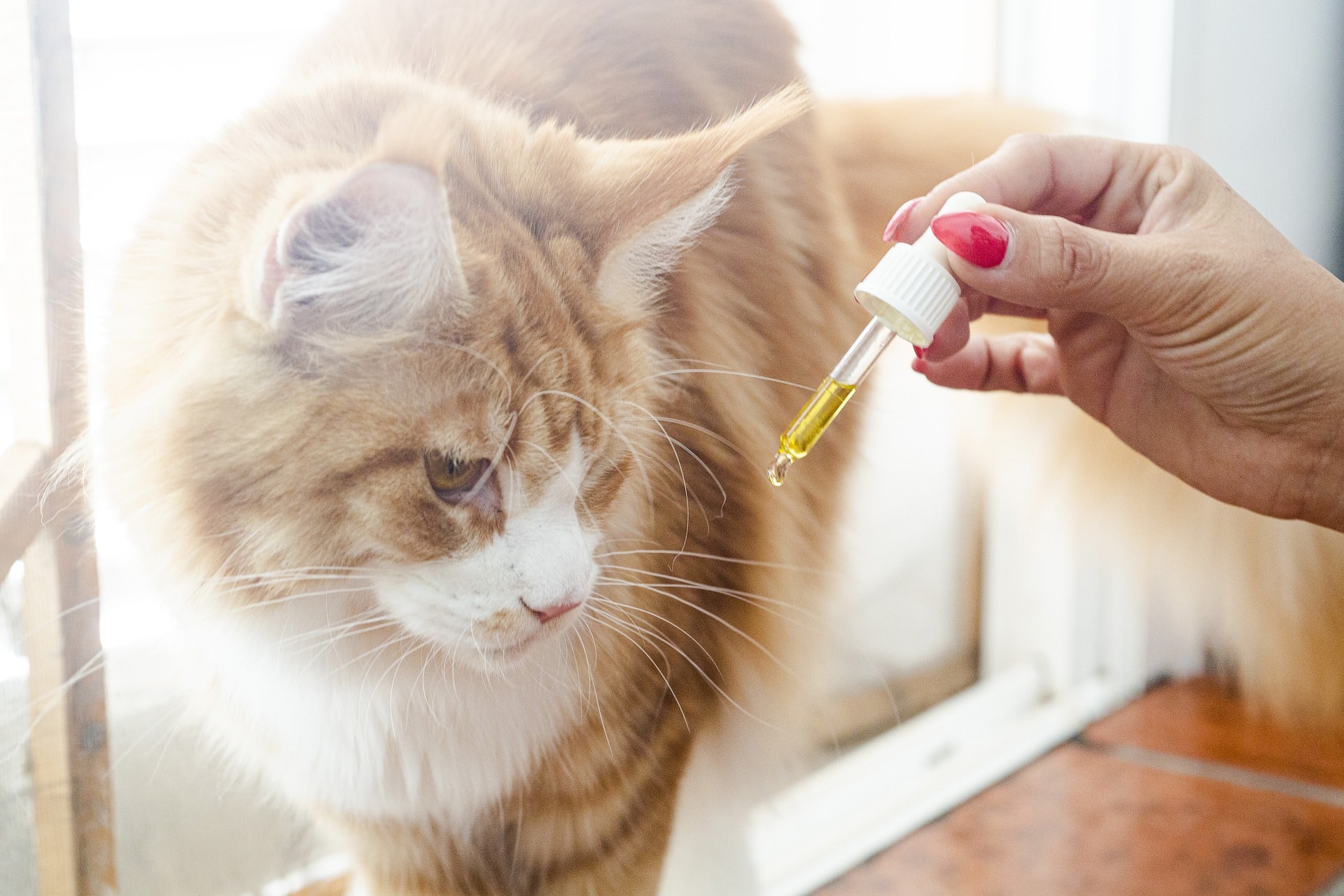 Pets Oral Medication